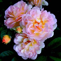 Rose Cornelia